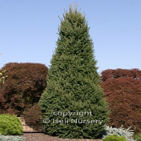 Columnar Norway Spruce 'Cupressina'