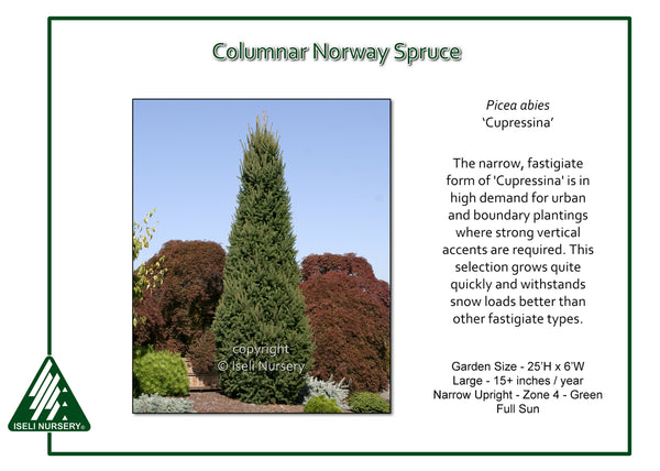 Columnar Norway Spruce 'Cupressina'