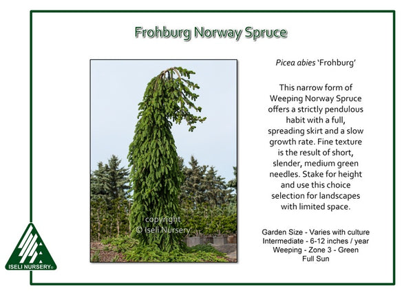 Norway Spruce 'Frohburg'