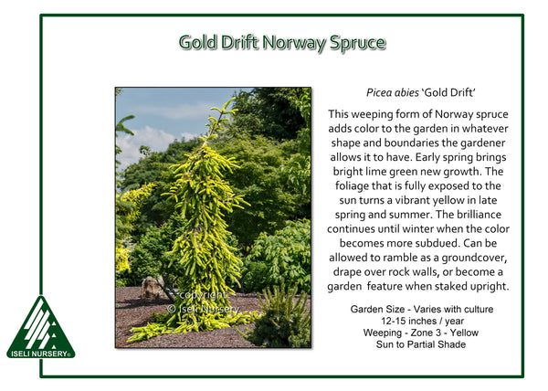 Weeping Norway Spruce 'Gold Drift'