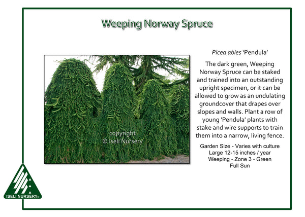 Weeping Norway Spruce 'Pendula'