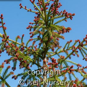 Red Tipped Norway Spruce 'Rubra'