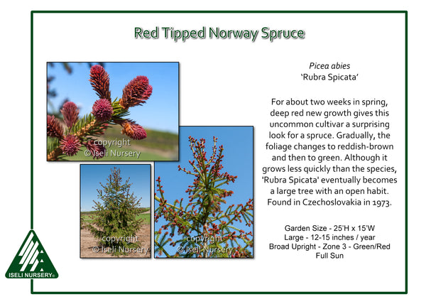 Red Tipped Norway Spruce 'Rubra'