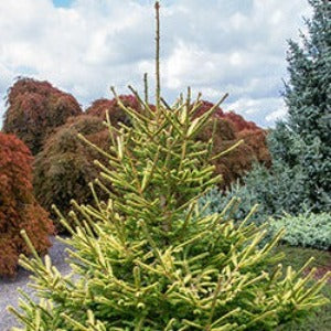 Norway Spruce 'The Limey'