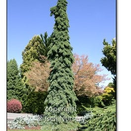 Weeping White Spruce 'Pendula'