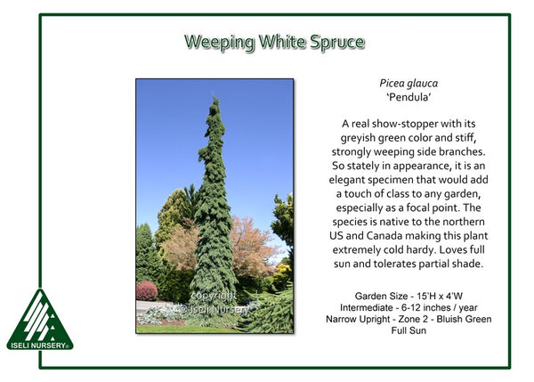 Weeping White Spruce 'Pendula'