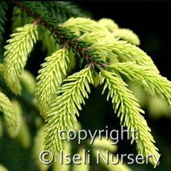 Gold Tipped Oriental Spruce