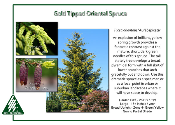 Gold Tipped Oriental Spruce