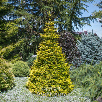 Oriental Spruce 'Firefly'
