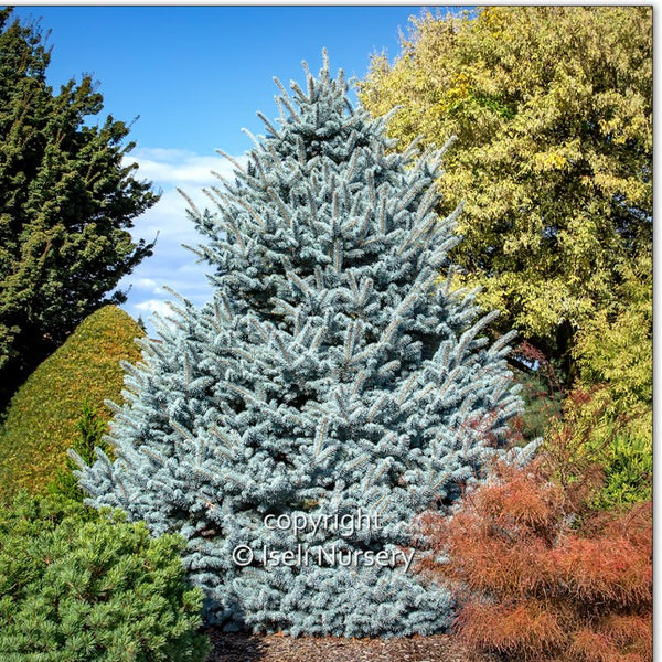 Blue Spruce 'Avatar'