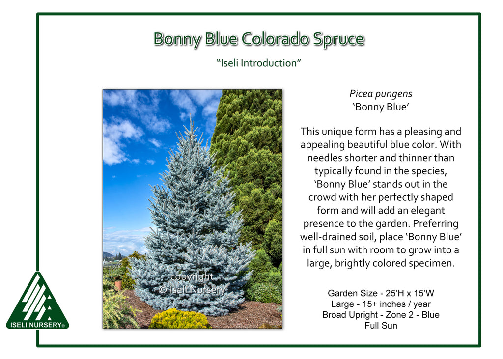 Blue Spruce 'Bonny Blue' – Carp Garden Centre