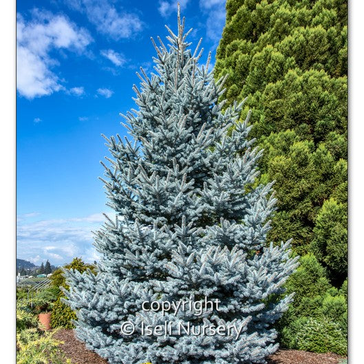 Trees - Large & Wire Basket – Carp Garden Centre - West Ottawa