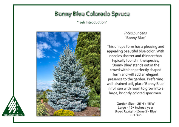 Blue Spruce 'Bonny Blue'