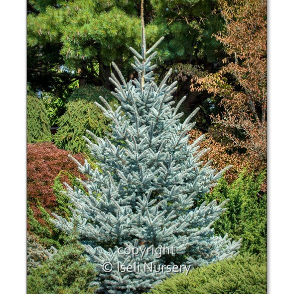 Blue Spruce 'Fat Albert' - Large Caliper