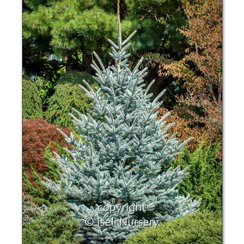 Blue Spruce 'Fat Albert' - Large Caliper