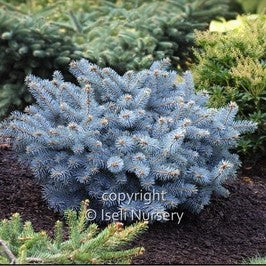 Globe Blue Spruce 'Globosa'
