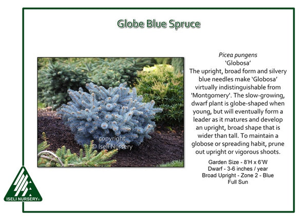 Globe Blue Spruce 'Globosa'