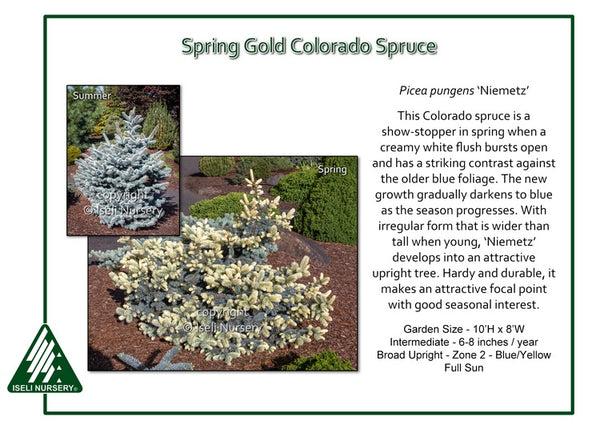 Spring Gold Colorado Spruce 'Niemetz'