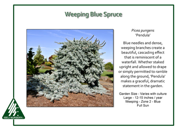 Weeping Blue Spruce 'Pendula'