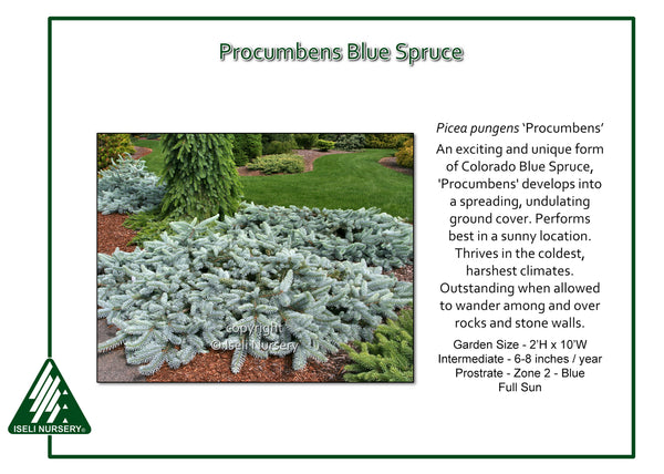 Blue Spruce 'Procumbens'