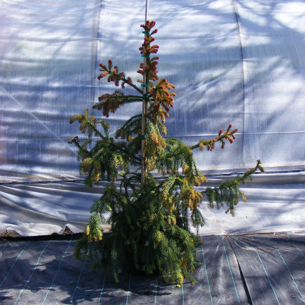 Red Tipped Norway Spruce 'Rubra'