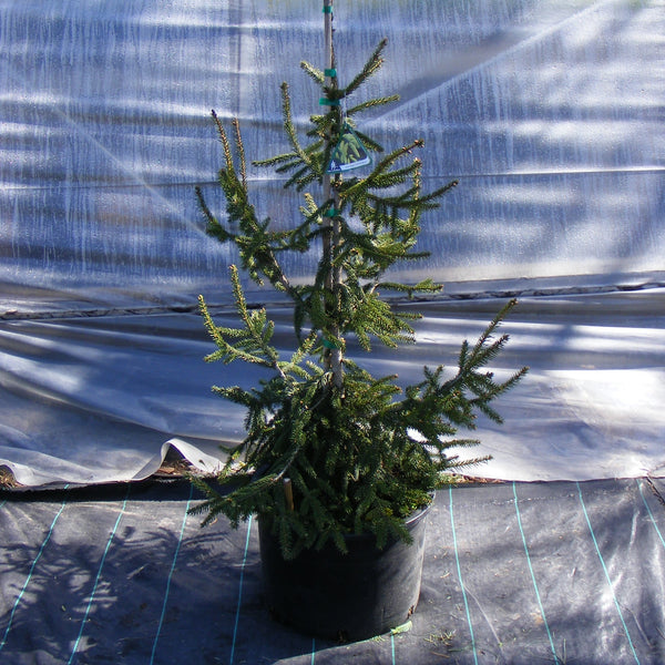 Gold Tipped Oriental Spruce