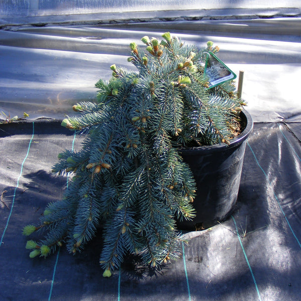 Blue Spruce 'Procumbens'