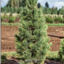Swiss Stone Pine 'Algonquin Pillar'