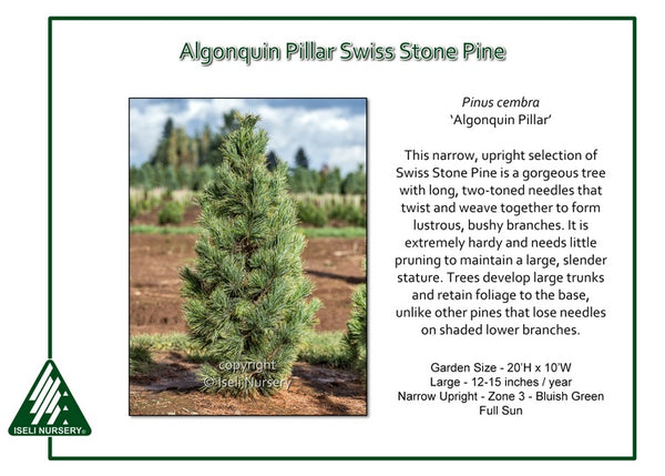 Swiss Stone Pine 'Algonquin Pillar'