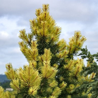 Lodgepole Pine 'Taylor’s Sunburst'