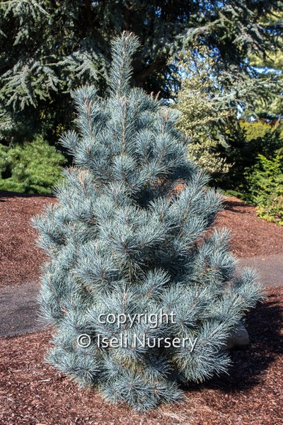 Macedonian Pine 'Pacific Blue'