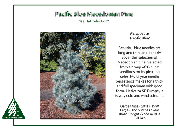 Macedonian Pine 'Pacific Blue'