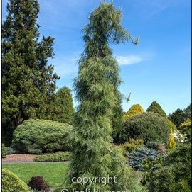 Eastern White Pine 'Angel Falls'