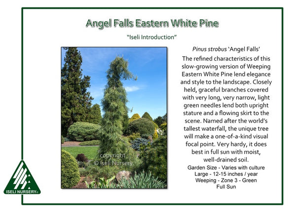 Eastern White Pine 'Angel Falls'