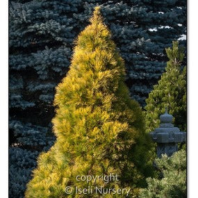 Eastern White Pine 'Louie'