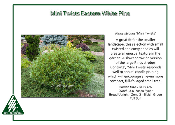 Eastern White Pine 'Mini Twists'