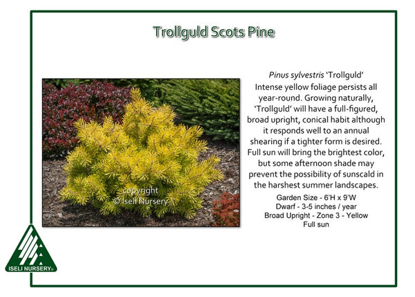 Scots Pine 'Trollguld'