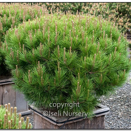 Globe Japanese Red Pine