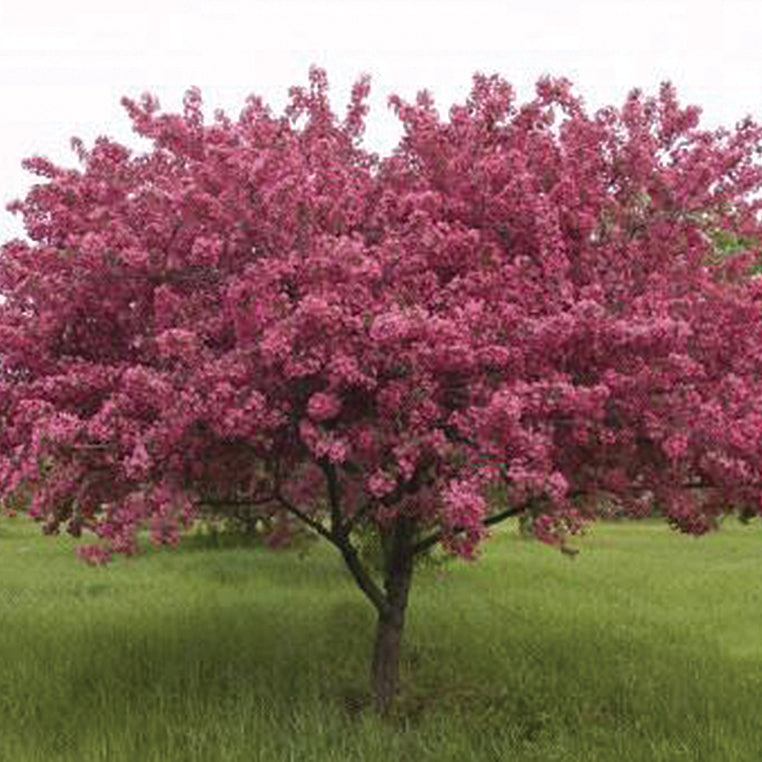 Crabapple 'Prairie Fire'