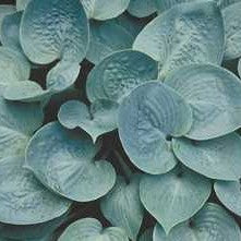 Hosta 'Prairie Sky'