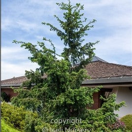 Emerald Twister Douglas Fir 'Torquis'