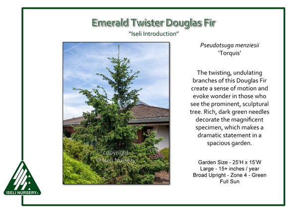 Emerald Twister Douglas Fir 'Torquis'
