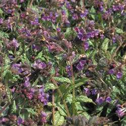 Lungwort ‘Trevi Fountain’