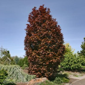 Beech - Red Obelisk