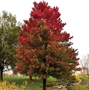 Red Maple 'Red Sunset' - Large Caliper