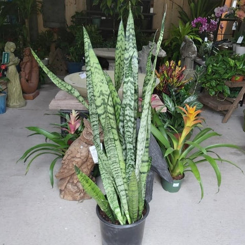 Snake Plant 'Zeylanica' 10"
