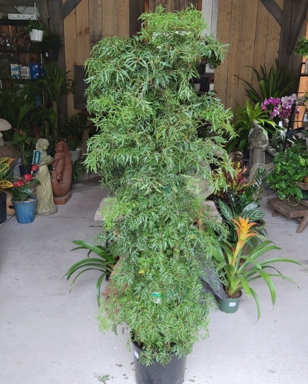Aralia Ming Stump 10"
