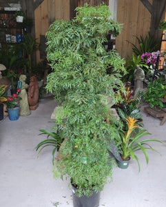 Aralia Ming Stump 10"