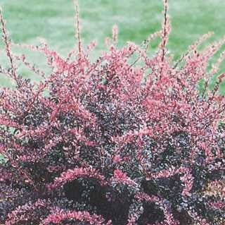 Barberry 'Rose Glow'