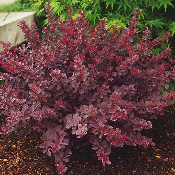 Barberry 'Royal Burgundy'